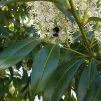 Prunus laurocerasus L.